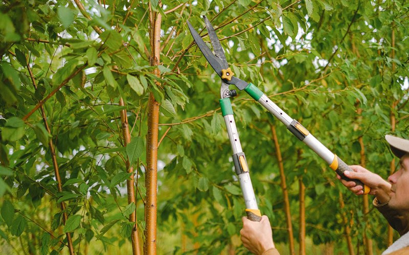 Tree trimming in Millersburg, IA